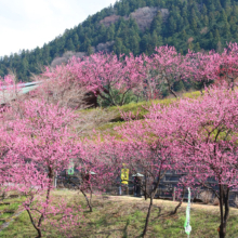 吉田元気村花桃の画像