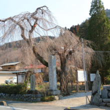 法善寺のしだれ桜の画像