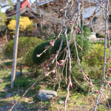 法善寺のしだれ桜の画像