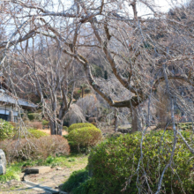 法善寺のしだれ桜の画像