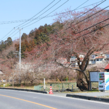 大手桜の画像