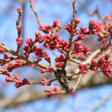 大手桜の画像