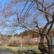 大手桜の画像