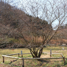 岩田桜の画像