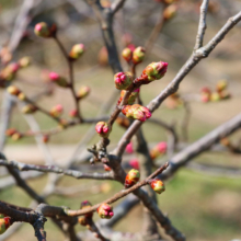 岩田桜の画像