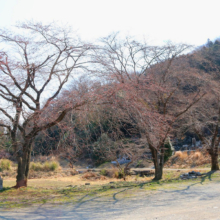 岩田桜の画像