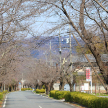 北桜通りの画像