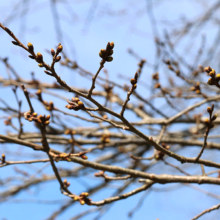 北桜通りの画像