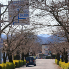 北桜通りの画像