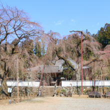 清雲寺のしだれ桜の画像