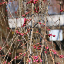 清雲寺のしだれ桜の画像