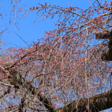 清雲寺のしだれ桜の画像