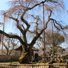 清雲寺のしだれ桜の画像