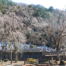 清雲寺のしだれ桜の画像