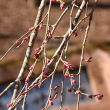 清雲寺のしだれ桜の画像