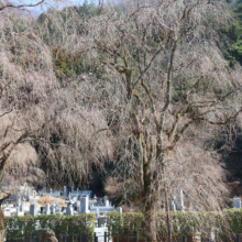 清雲寺のしだれ桜の画像