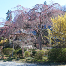 法善寺しだれ桜の画像