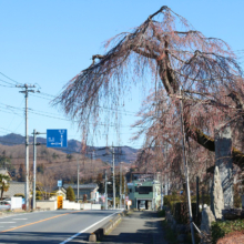 法善寺しだれ桜の画像