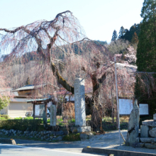 法善寺しだれ桜の画像