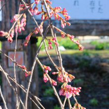 法善寺しだれ桜の画像