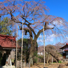 法善寺しだれ桜の画像