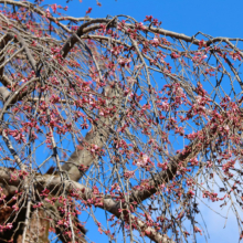 法善寺しだれ桜の画像