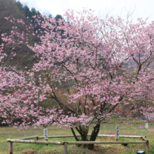 岩田桜の画像