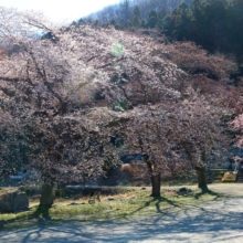 岩田桜の画像