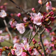 岩田桜の画像