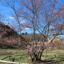 岩田桜の画像