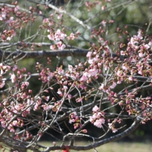 岩田桜の画像