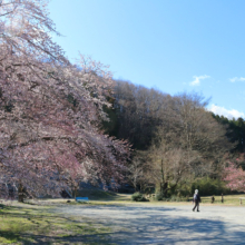 岩田桜の画像