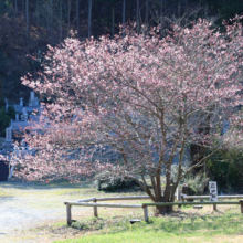 岩田桜の画像