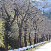 井戸桜の画像