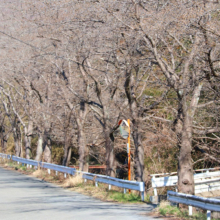 井戸桜の画像