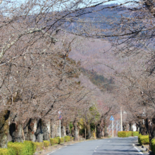 長瀞北桜通りの画像