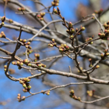 長瀞北桜通りの画像