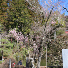 寶登山神社伊奈桜の画像