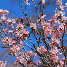 寶登山神社伊奈桜の画像