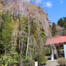 寶登山神社しだれ桜の画像