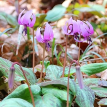 白砂公園カタクリの画像