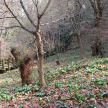 白砂公園カタクリの画像