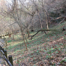 白砂公園カタクリの画像