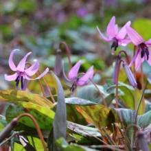 白砂公園カタクリの画像