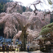 清雲寺のしだれ桜の画像