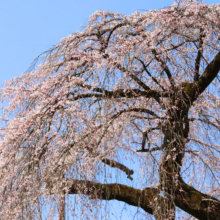 清雲寺のしだれ桜の画像