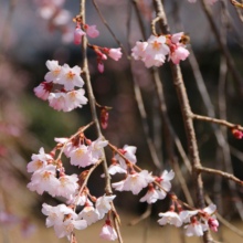 清雲寺のしだれ桜の画像