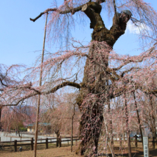 清雲寺のしだれ桜の画像