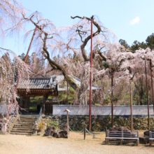 清雲寺のしだれ桜の画像