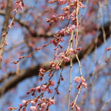 清雲寺のしだれ桜の画像